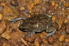 Uperodon variegatus