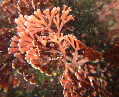 Melanthalia abscissa
