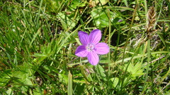 Geranium collinum