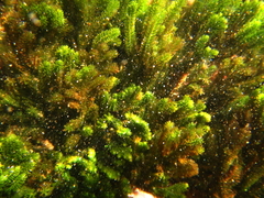 Caulerpa flexilis