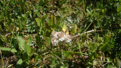 Antennaria caucasica