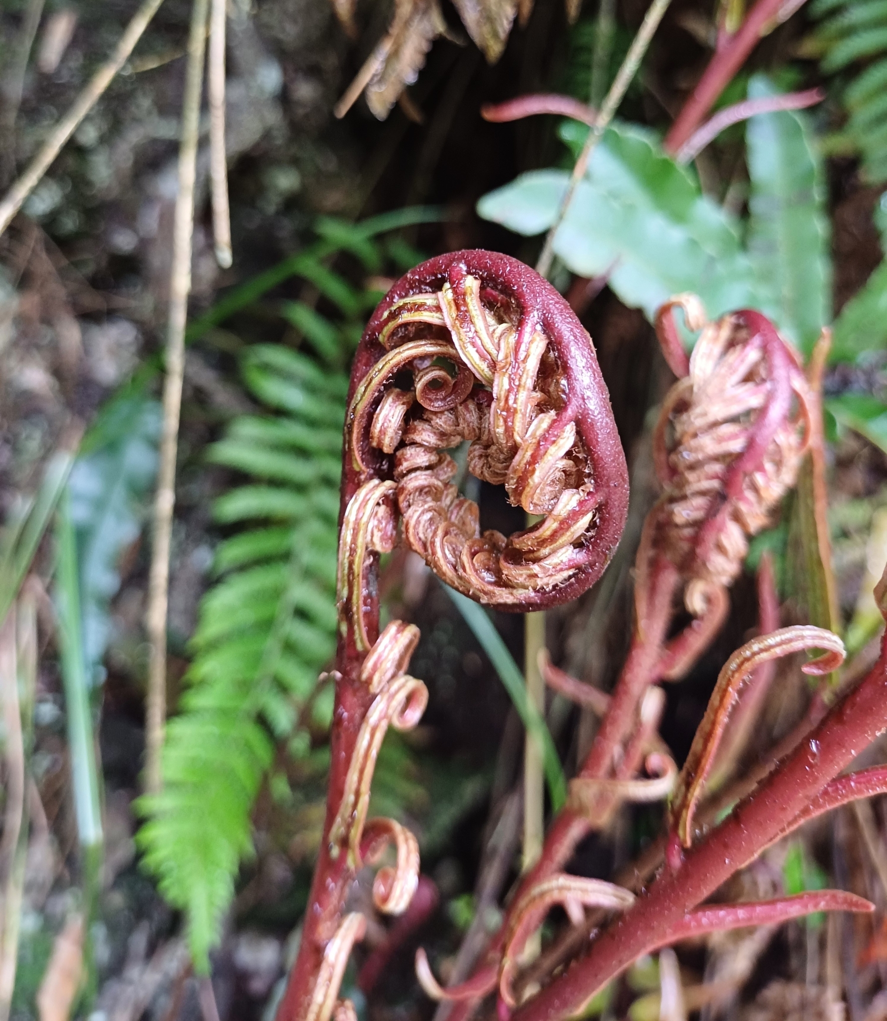 Chilean Hard Fern (Blechnum cordatum)