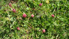 Trifolium raddeanum