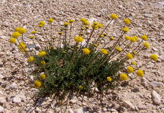 Tripleurospermum auriculatum