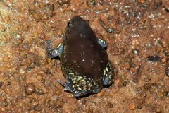 Uperodon globulosus