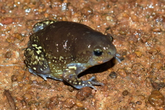 Uperodon globulosus