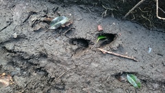 Cervus elaphus elaphus