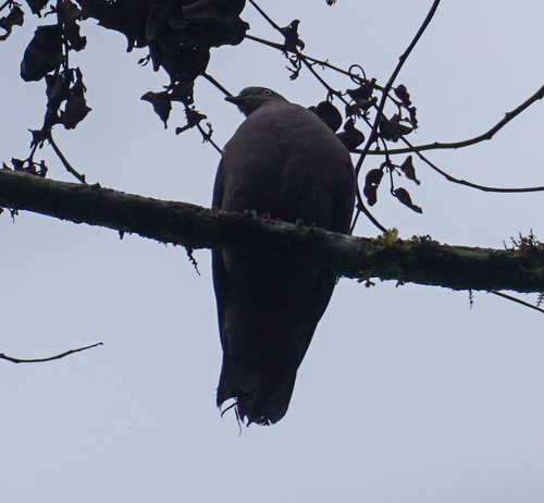Plumbeous Pigeon