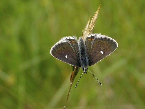 Northern Brown Argus
