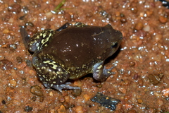 Uperodon globulosus