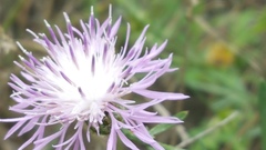 Centaurea stoebe