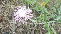 Centaurea stoebe