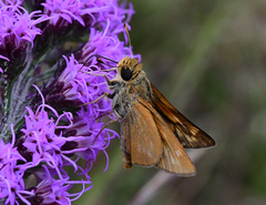 Hesperia meskei straton