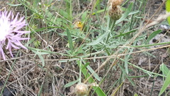 Centaurea stoebe
