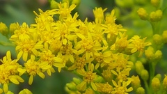 Solidago juncea
