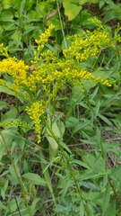Solidago juncea