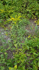 Solidago juncea