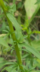 Solidago juncea