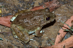 Hoplobatrachus crassus