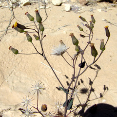 Senecio flavus