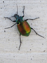 Calosoma sycophanta
