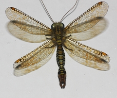 Ogcogaster segmentator