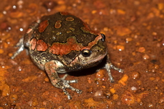 Ceylon Kaloula photo 2