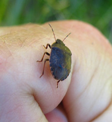 Holcostethus tristis