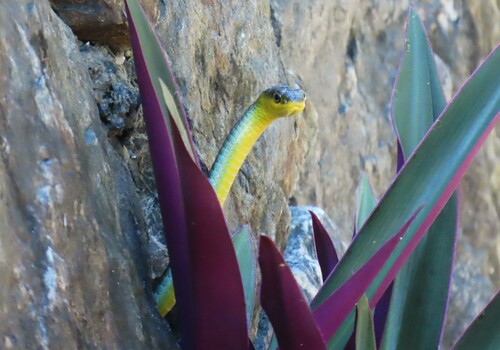 Common Tree Snake sighting