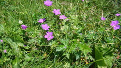 Geranium collinum
