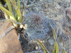 Astrophytum capricorne