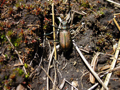Cicindela depressula
