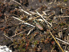 Cicindela depressula
