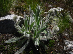 Hieracium cynoglossoides