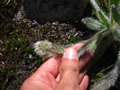Hieracium cynoglossoides