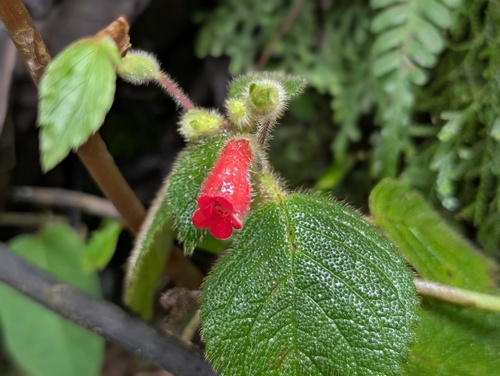 Kohleria villosa, photograph 3