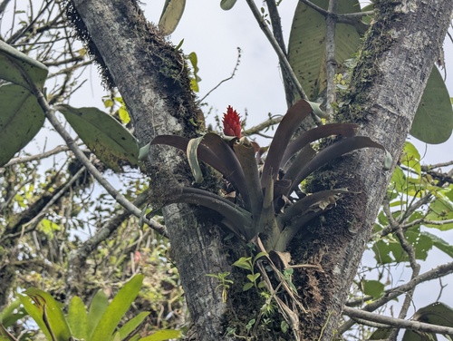 Guzmania osyana