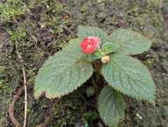 Kohleria villosa, photograph author not stated, no rights reserved