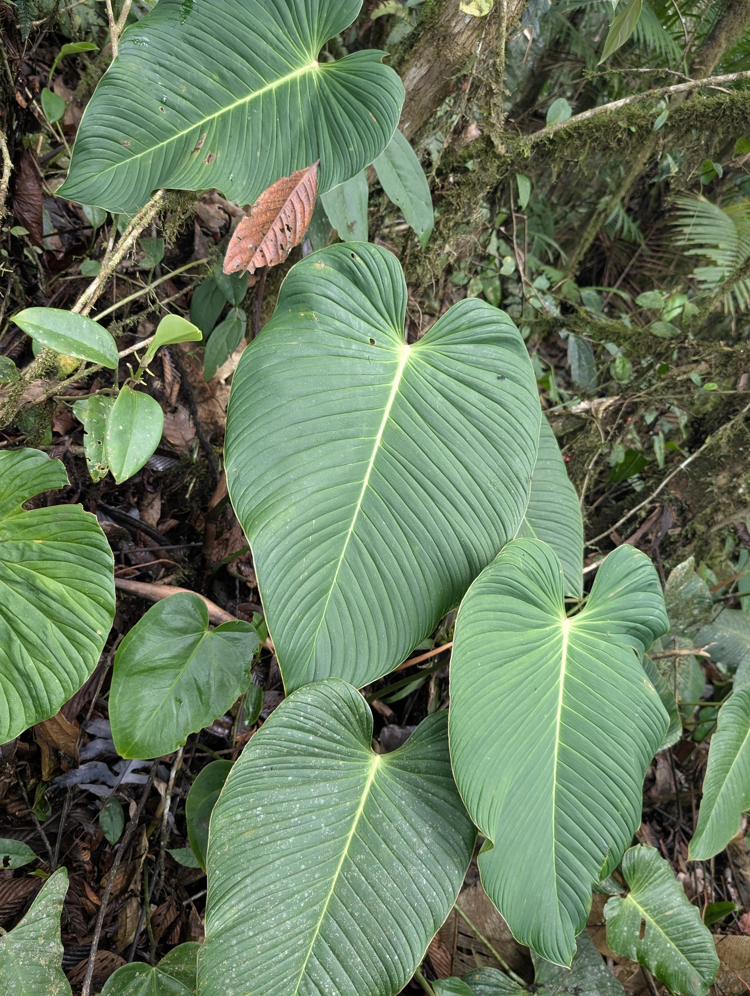 philodendron erubescens imperial red Philodendron erubescens 'Imperial Red' for sale  Jungle Story
