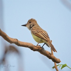 Myiarchus tyrannulus