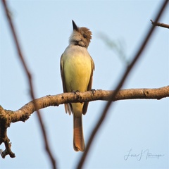 Myiarchus tyrannulus