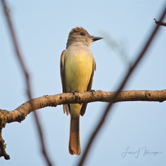 Myiarchus tyrannulus