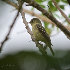 Empidonax flaviventris