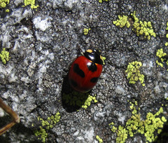 Coccinella monticola