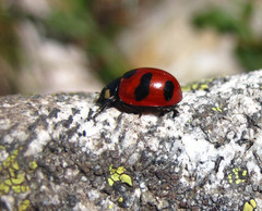 Coccinella monticola