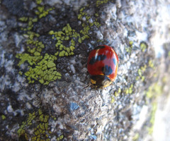 Coccinella monticola