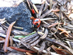 Coccinella monticola