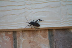 Acanthocephala terminalis