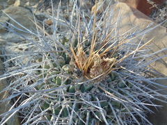 Thelocactus rinconensis