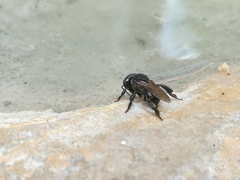 Scaptotrigona mexicana